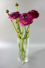 pink ranunculus flowers in a vase 