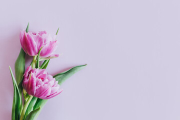 Fototapeta premium Tender violet tulips on pastel violet background. Greeting card for Women's day.