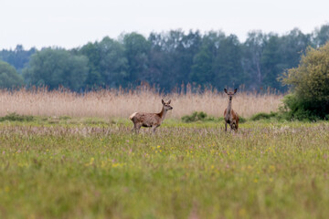 Naklejka na ściany i meble Jelenie cervus elaphus trzciny i łąka latem, rezerwat przyrody Dolina Baryczy Polska