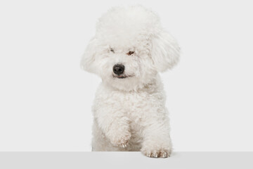 Small funny dog Bichon Frise posing isolated over white background.