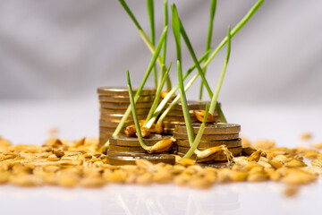 Stack of coins and rice seeds