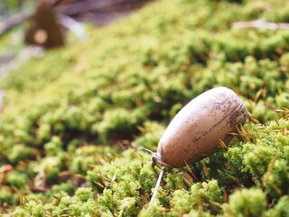 どんぐりと苔