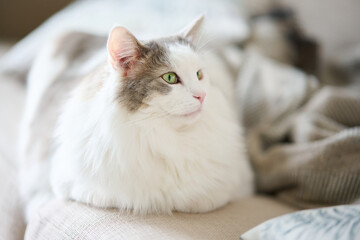Fototapeta na wymiar ソファの上でリラックスしている白猫