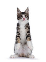 Cute black tabby with white Maine Coon cat kitten, sitting on hind paws like meerkat. Looking towards camera and sticking out tongue. Isolated on a white background.