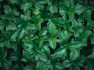 green leaves of a plant