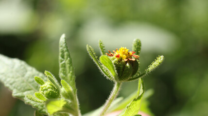 scenic Common St. Paul's Wort flower photo