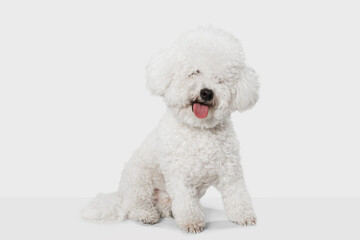 Small funny dog Bichon Frise posing isolated over white background.
