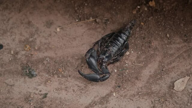 Scorpion dying on Cement floor