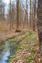 Forest road with a swamp in the spring beech forest