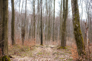 Obraz premium Early spring beech forest 