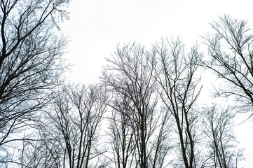 Early spring beech forest 