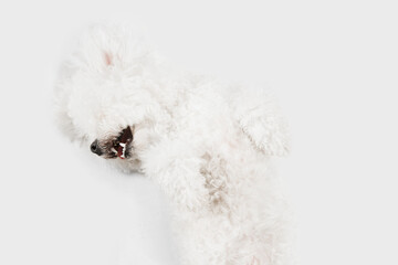 Little cute dog Bichon Frise posing isolated over white background.