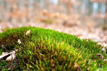 Early spring beech forest 