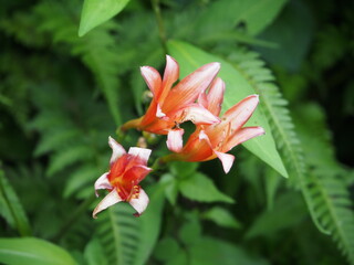 キツネノカミソリ