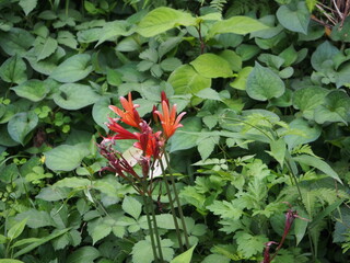 キツネノカミソリ