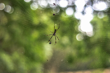 aranha na teia