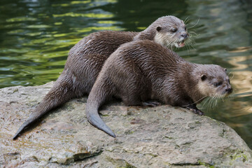 Oriental small-clawed otter (Amblonyx cinereus)