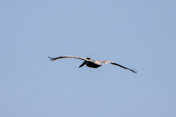 Pelican in flight