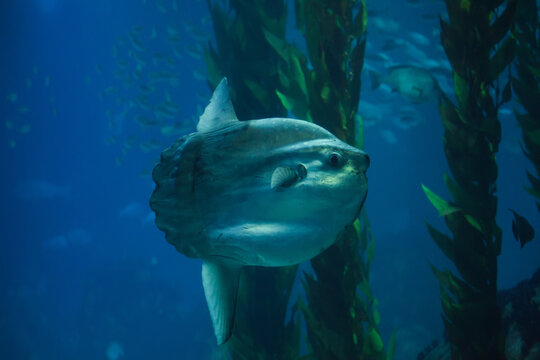 Ocean sunfish (Mola mola)