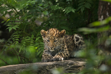 Fototapeta na wymiar Amur leopard (Panthera pardus orientalis)