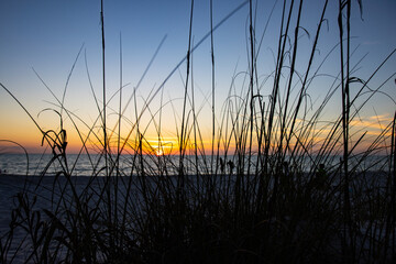 Fototapeta premium Seagrass Sunset