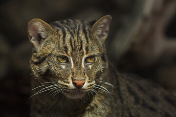 Fishing cat (Prionailurus viverrinus).