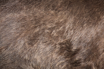 Brown bear (Ursus arctos) fur texture.