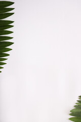 Frame from fresh leaves. Tropical leaves on a white background with a copy space.