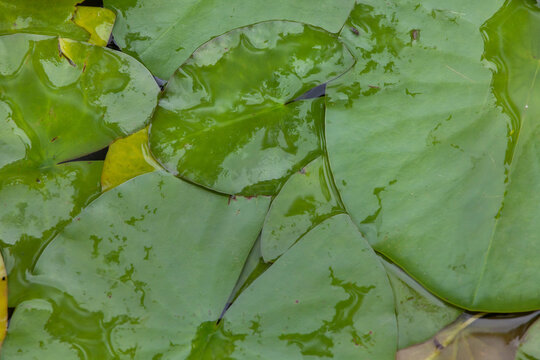 Star lotus (Nymphaea nouchali)
