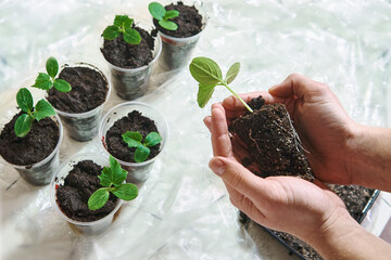 Closeup of man farmer hands holding a pot with cucumber seedlings in hothouse.