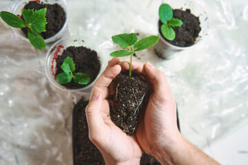 Closeup of man farmer hands holding a pot with cucumber seedlings in hothouse.