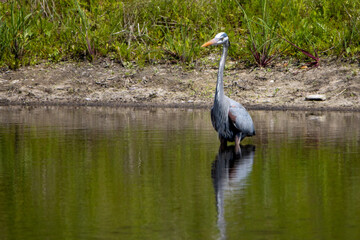 grey crowned crane