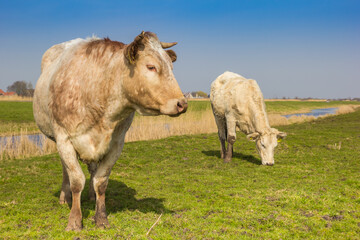 White cows in the springtime in Twiske recreation area in The Netherlands