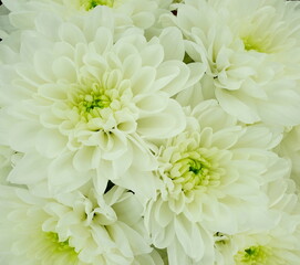 White chrysanthemum flowers. Close up   for web design or wallpaper  background. Nature floral texture . Wedding Flowers, Wedding Decor, Valentine's Day, Birthday concept. 