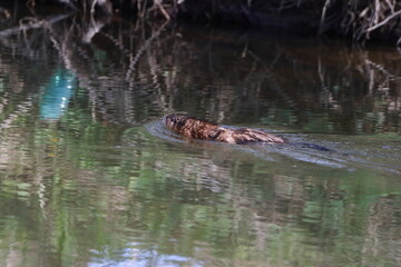 der schwimmende Nutria