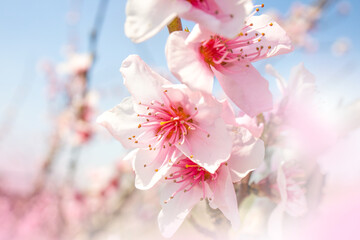 Spring peach blossom Flowering branches in the garden in the sun. Selective focus.