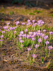 Spring purple crocuses bloom in the garden.