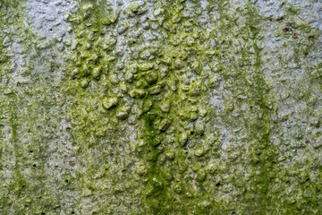 green moss on concrete