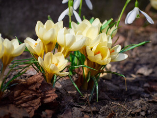 Obraz premium Spring yellow crocuses bloom in the garden.