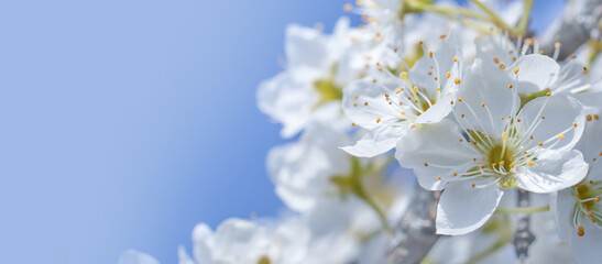 White flowers in spring