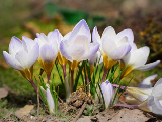 Obraz premium Spring crocuses bloom in the garden.