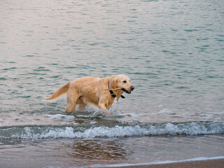 White golden labrador retriever dog on the beach