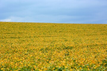 Soy plantation.