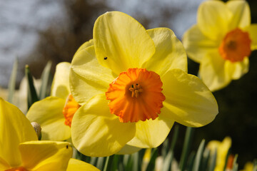 Fototapeta na wymiar Different species of daffodils growing in my garden 