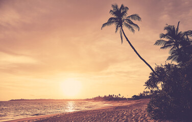 Silhouettes of coconut palm trees on a tropical beach at golden sunset, color toning applied, Sri Lanka.