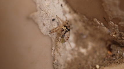 little jumping spider macro photo