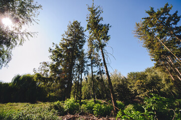 Green park tree outdoors with bench sunlight.