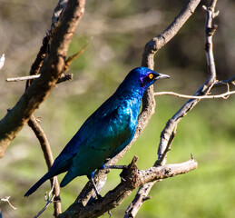 Greater Blue-eared Starling