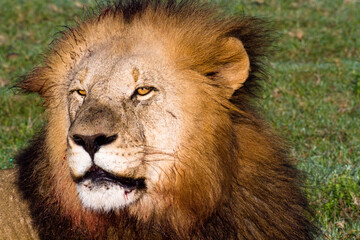 Victim of a challenge match with his son from the previous night.