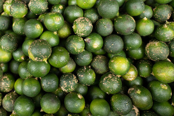 Philippine green lime